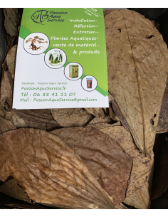 Feuille de catappa
