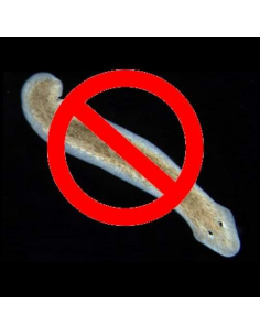 No planaria produit anti planaire