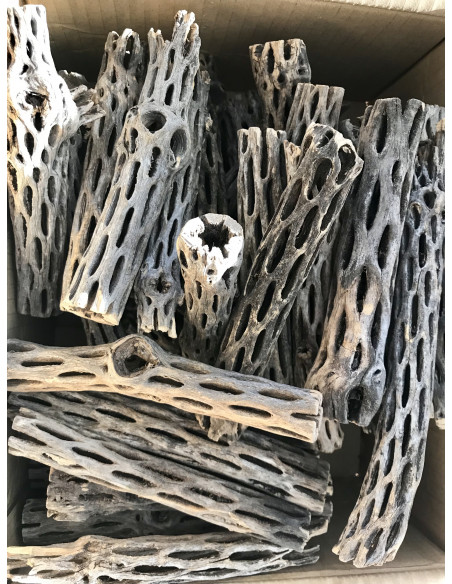 Bois de Cholla wood taille S