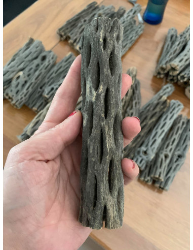 Bois de Cholla wood taille S