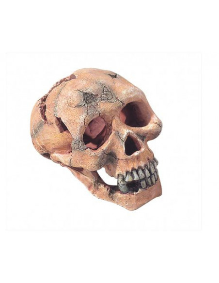 Décor Aquadella Skull - L 