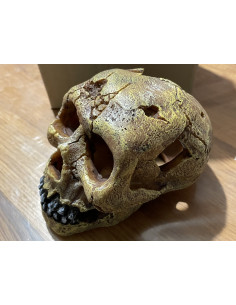 Décor Aquadella Skull - L  2