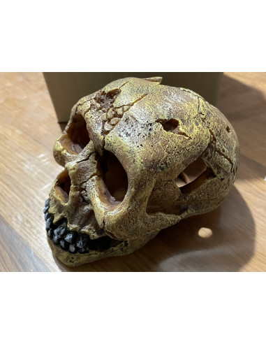 Décor Aquadella Skull - L 