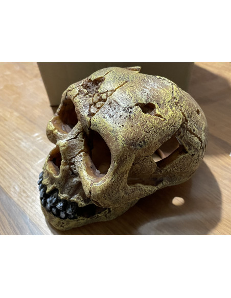 Décor Aquadella Skull - L 