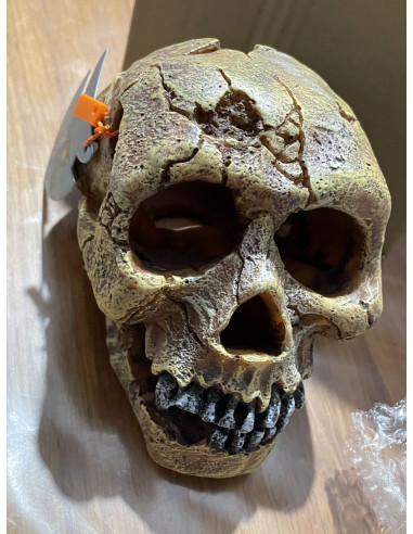 Décor Aquadella Skull - L 