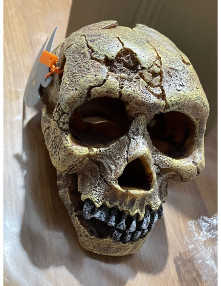 Décor Aquadella Skull - L 