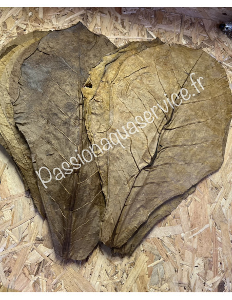 Feuille de catappa XL x25 (30cm)