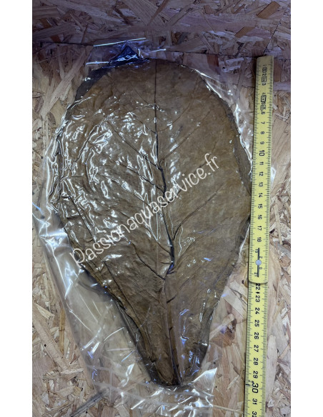Feuille de catappa XL x25 (30cm)
