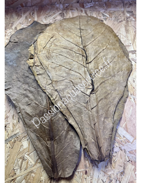 Feuille de catappa XL x25 (30cm)