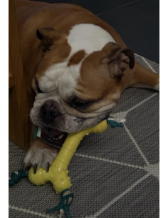 Jouet os pour chien