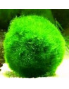 Boulles de cladophoraM par 3