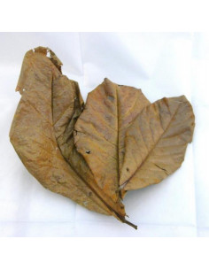 50 Feuilles de Catappa