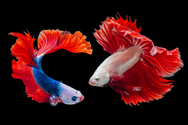 Les poissons d'aquarium sont-ils heureux?